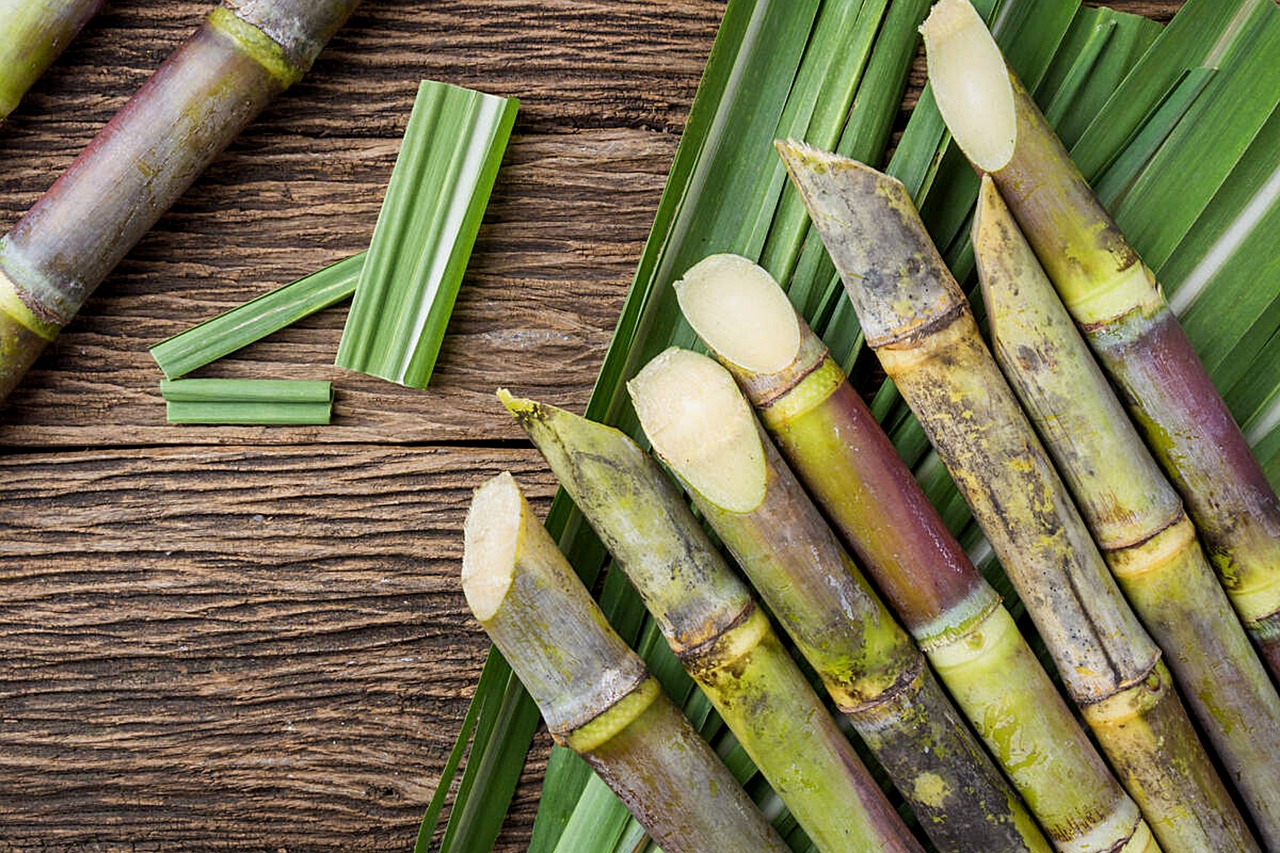 sugarcane